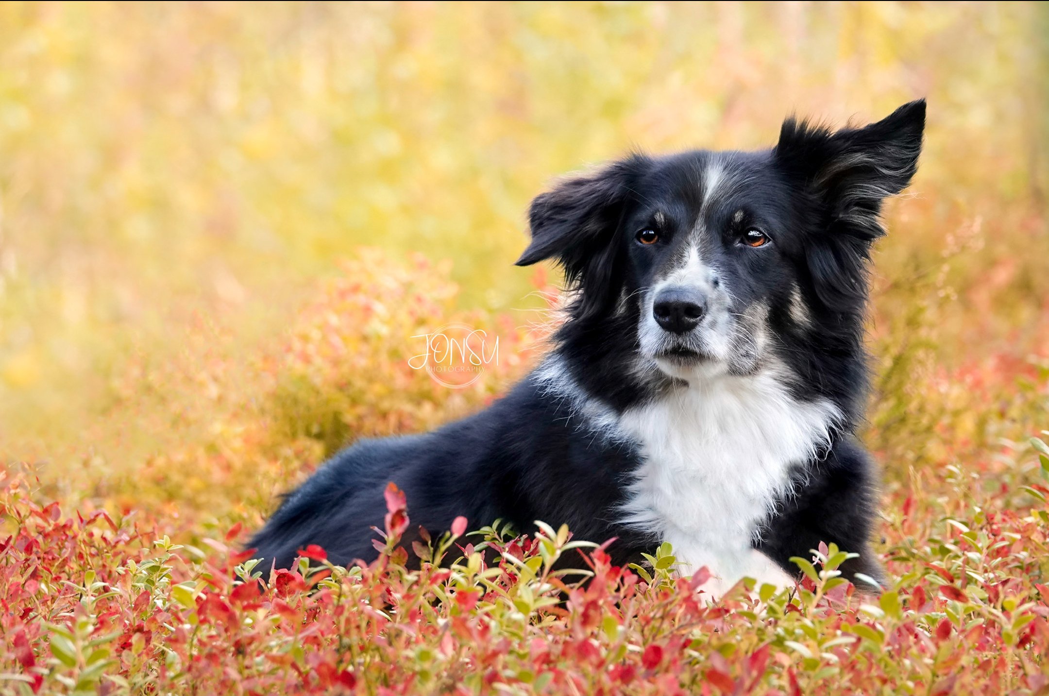 Koiravalokuvaus ulkona luonnossa metsässä Bordercollie