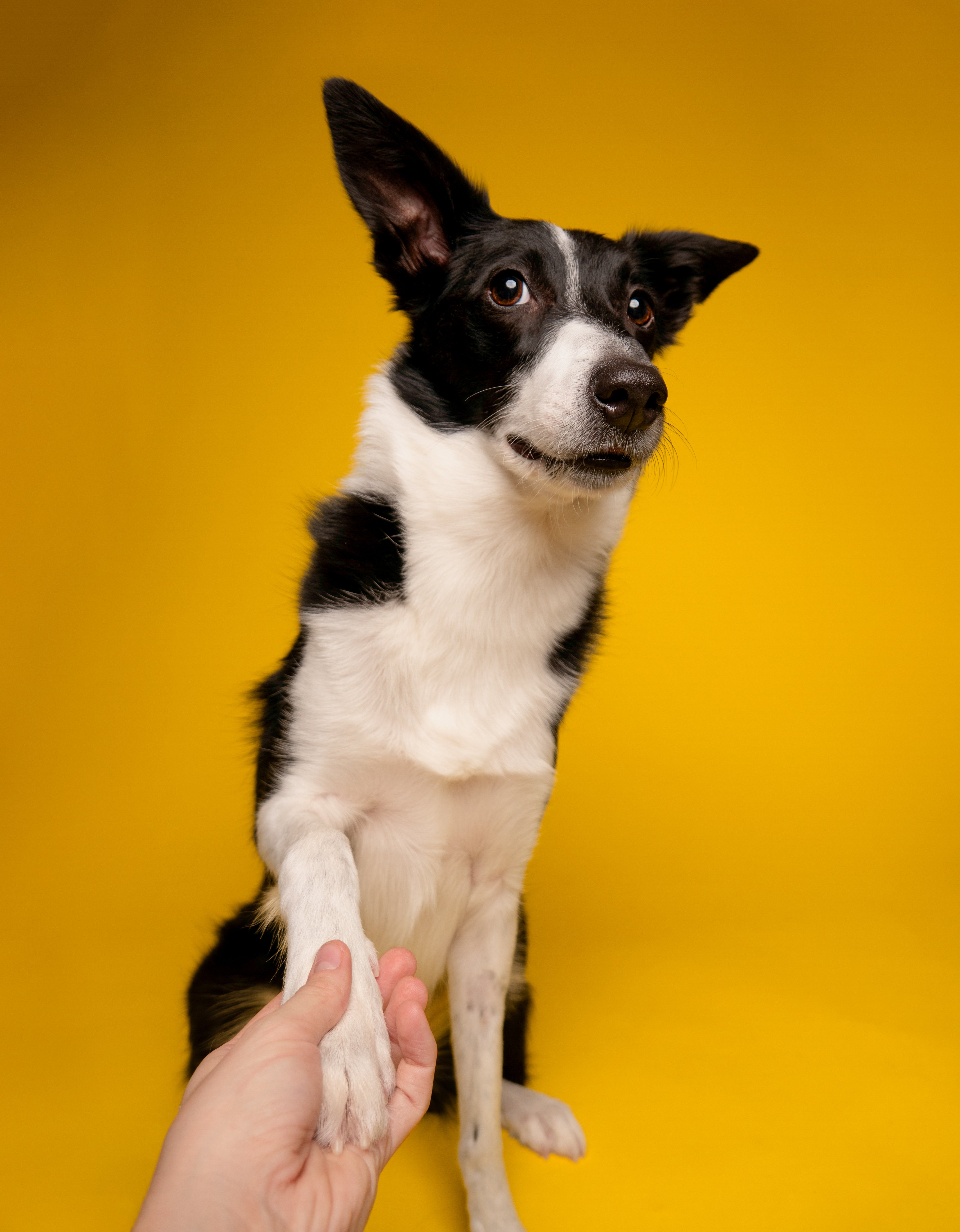 Koiravalokuvaus studio keltainen tausta bordercollie