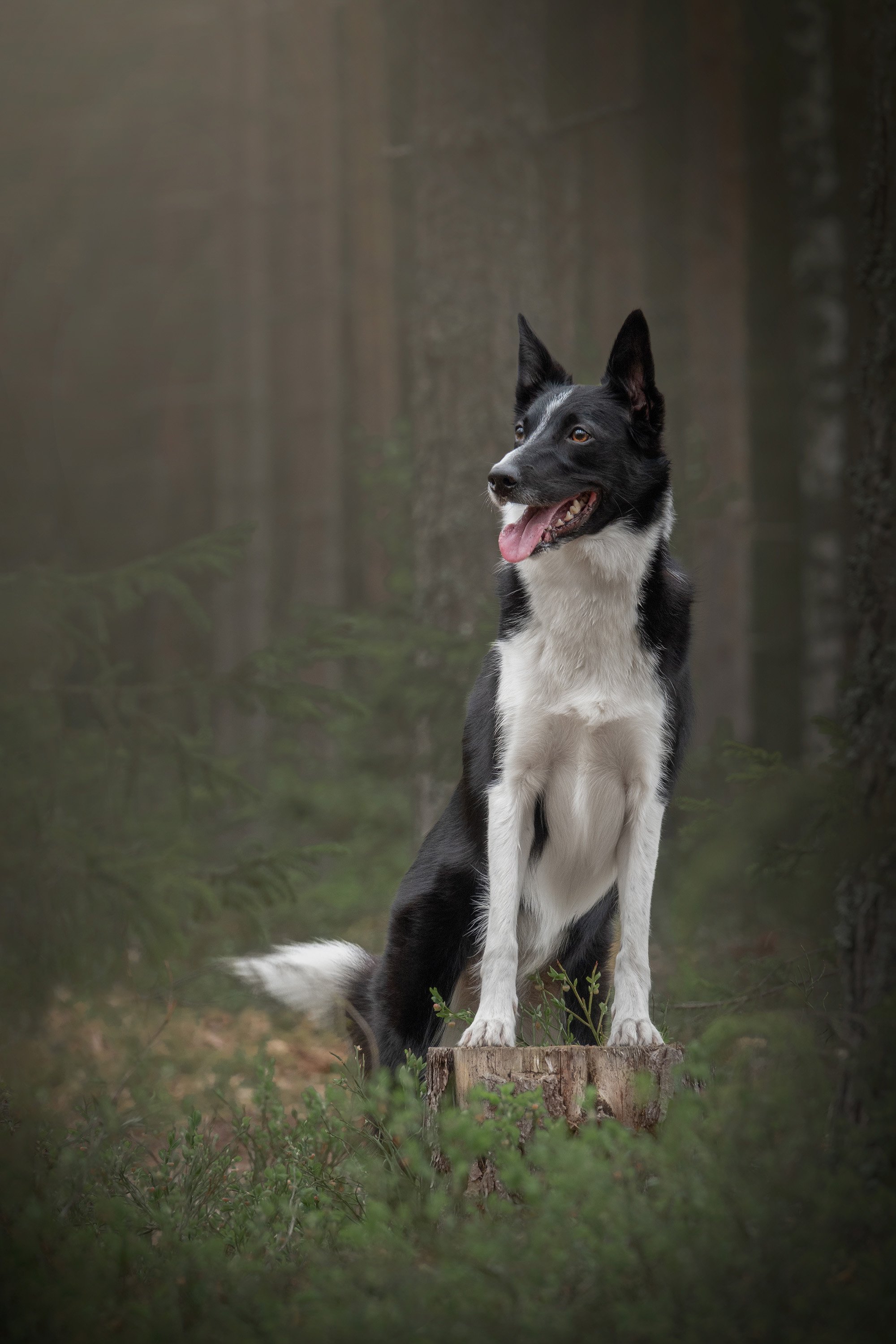 Koiravalokuvaus ulkona metsässä bordercollie