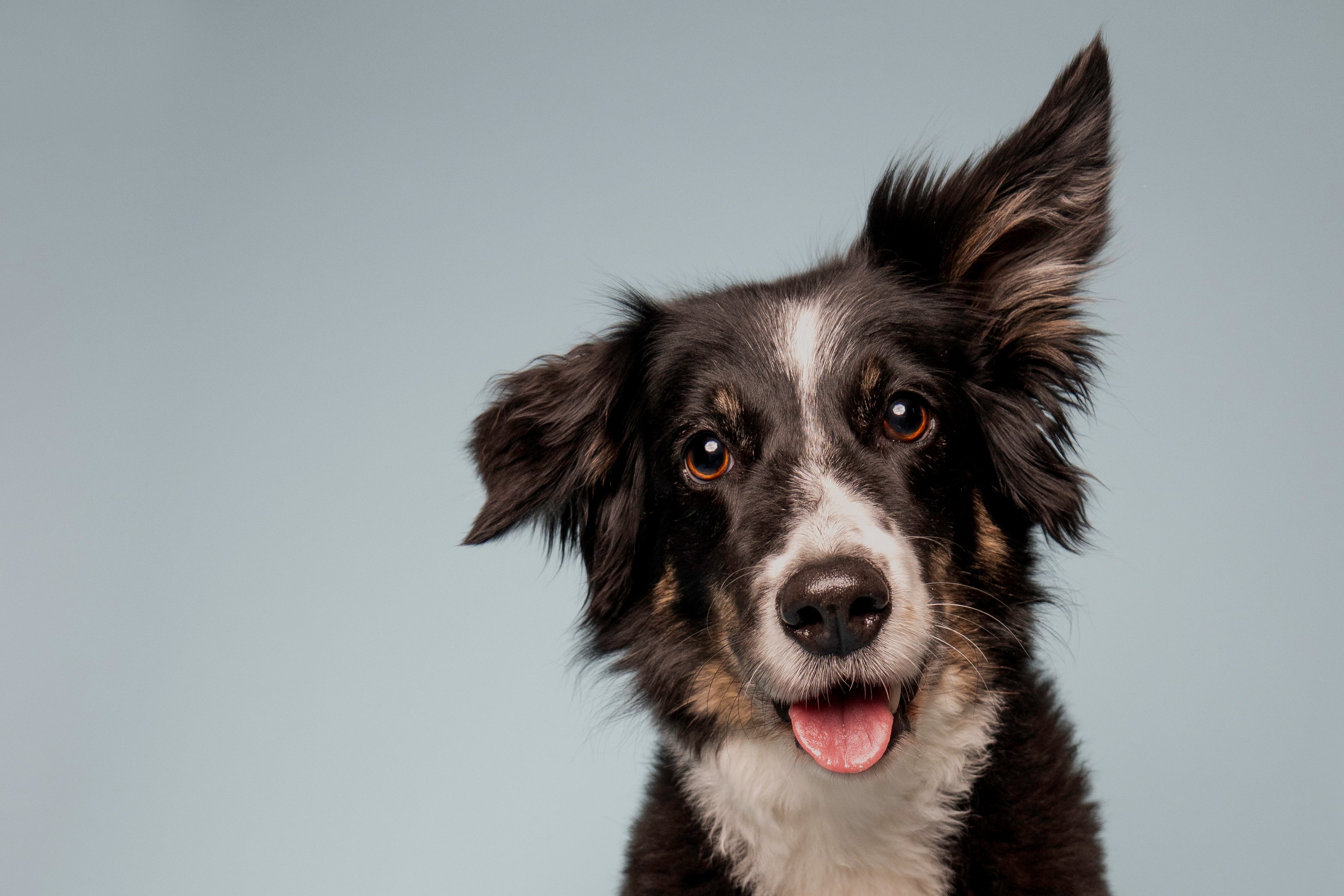 Koiravalokuvaus studio sininen tausta bordercollie