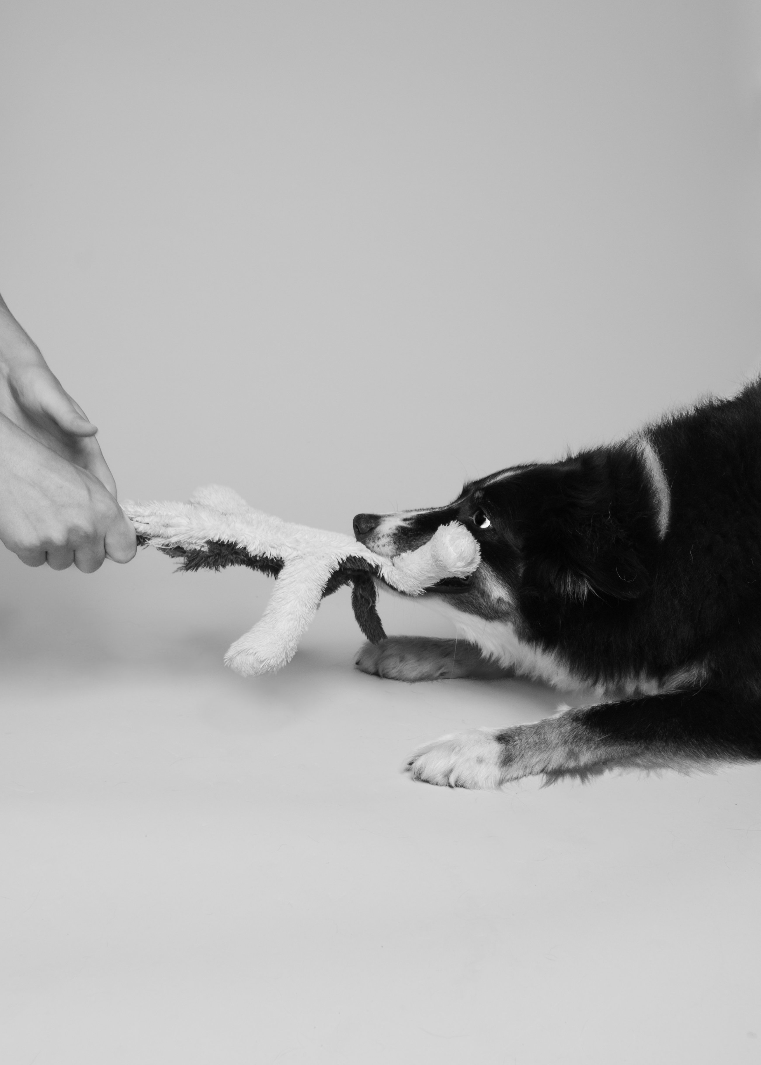 Koiravalokuvaus studio mustavalko kuva bordercollie