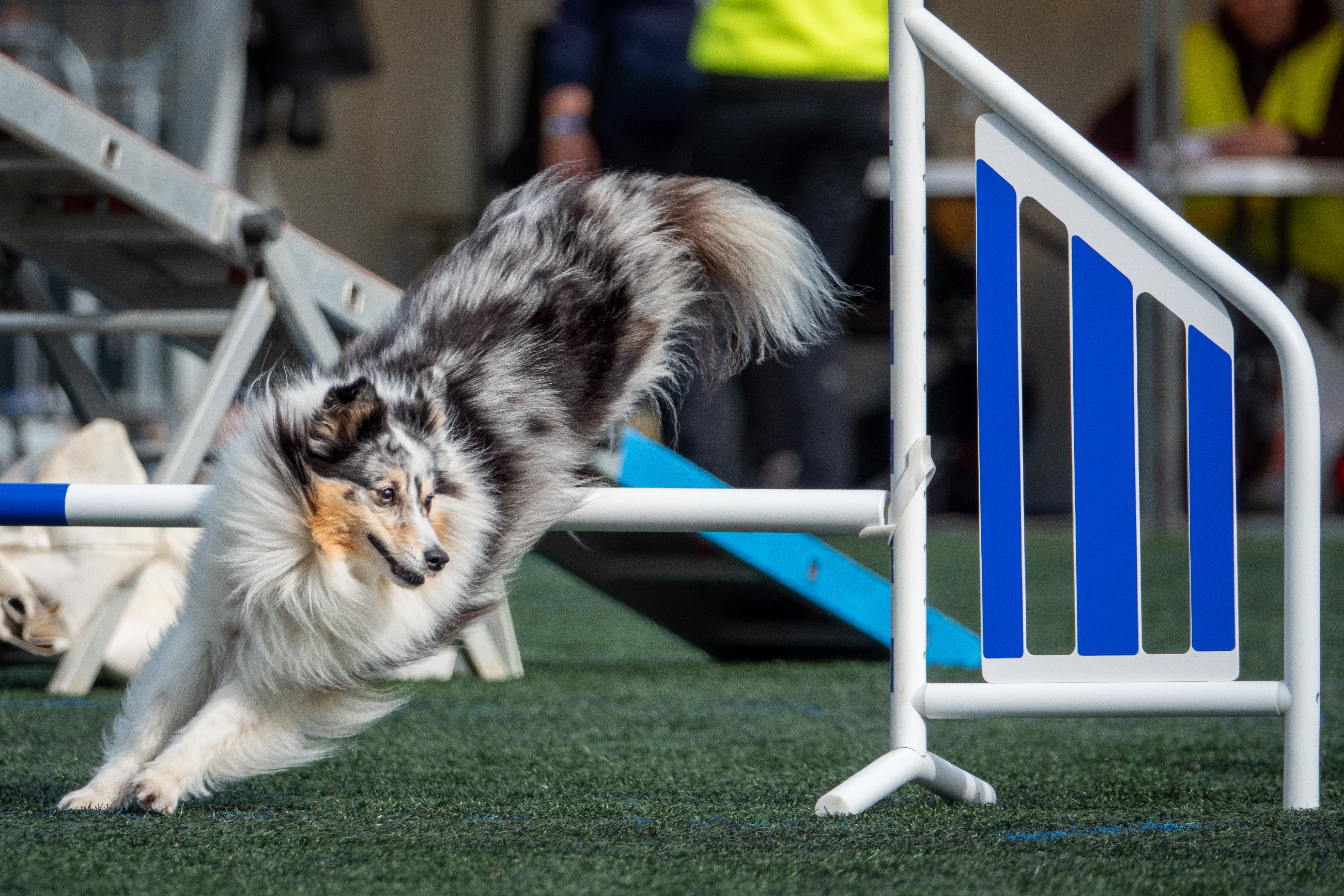 Koiravalokuvaus Agility