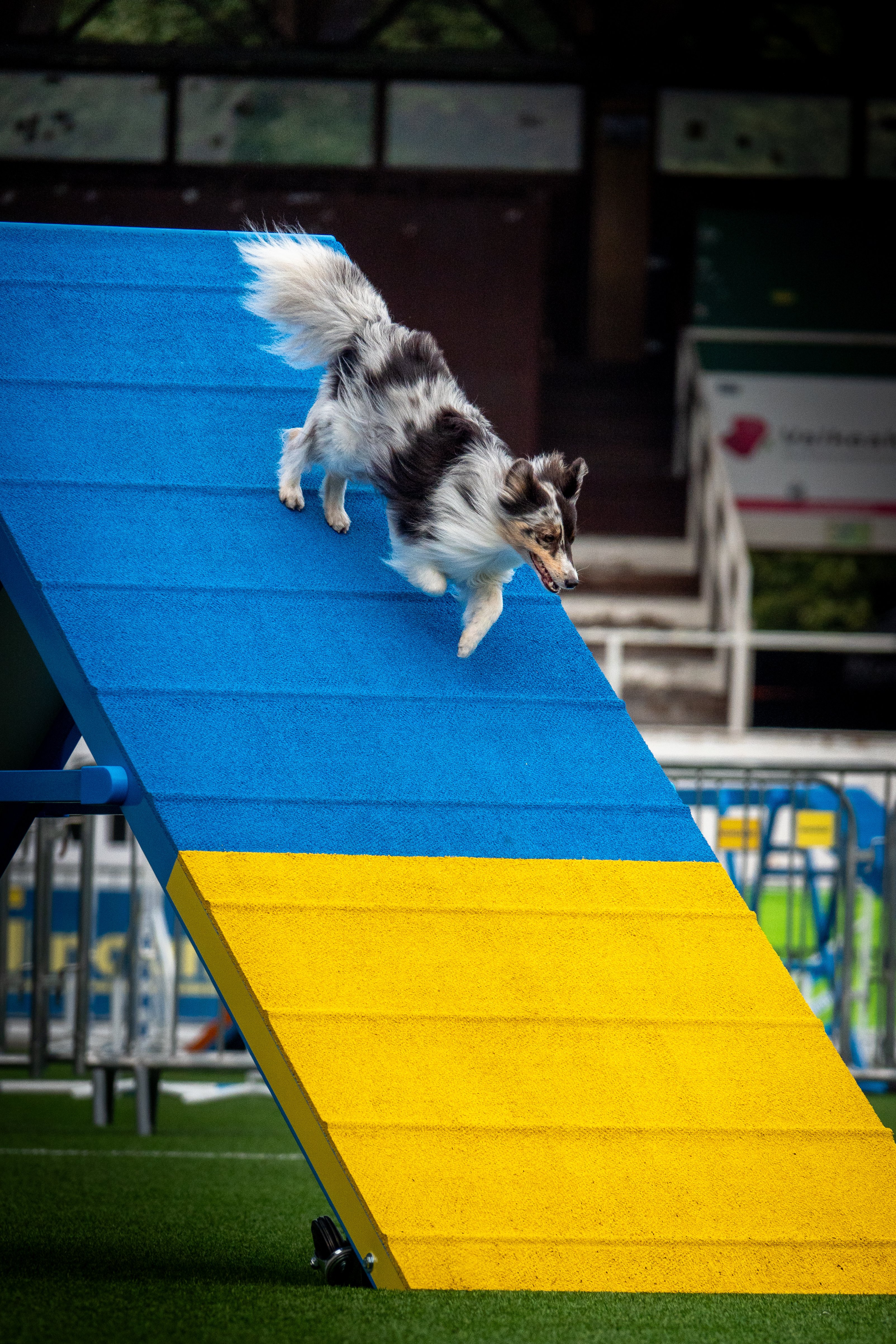 Koiravalokuvaus Agility