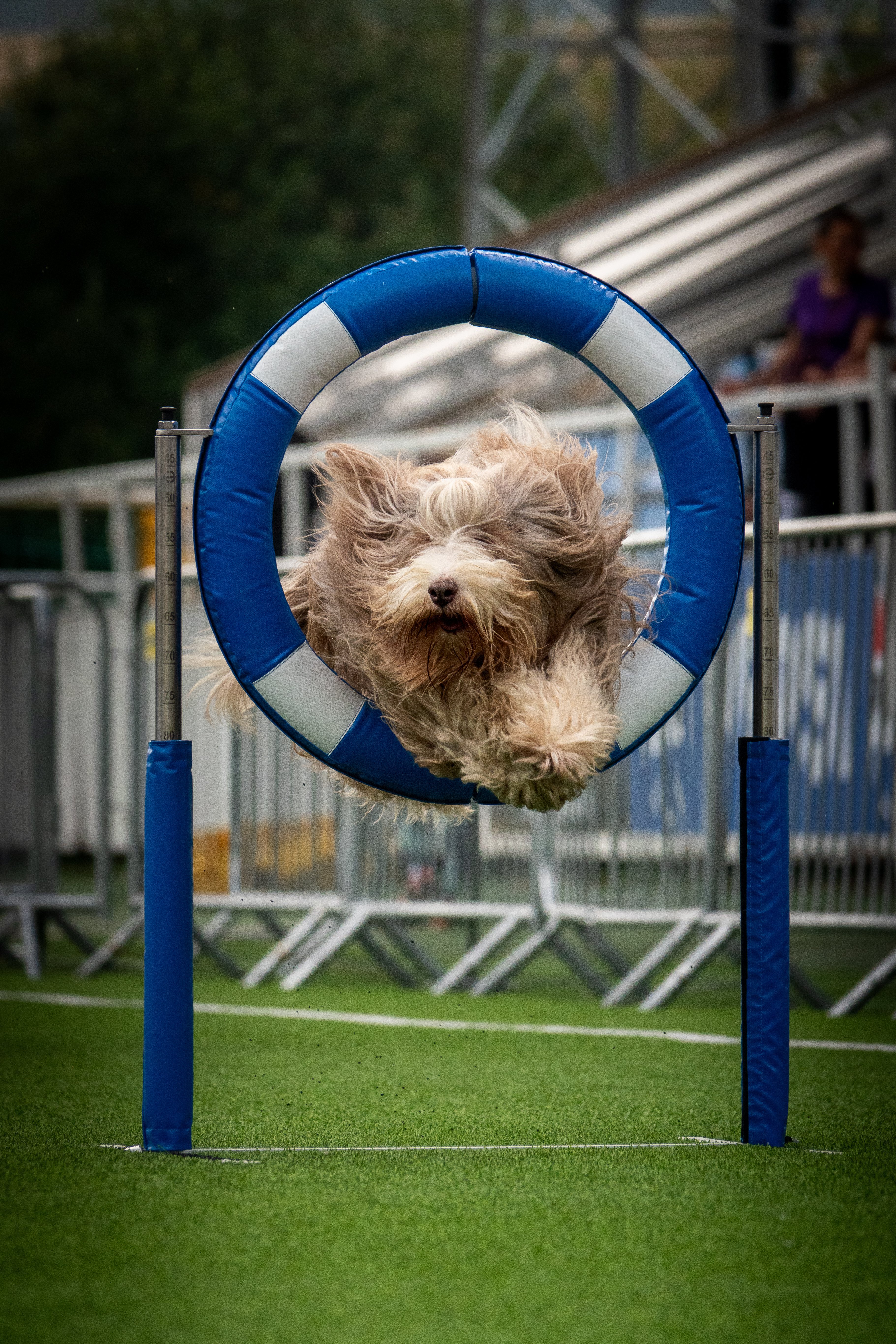 Koiravalokuvaus Agility