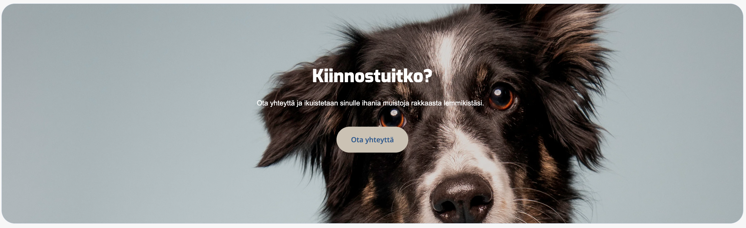 Kiinnostuitko koiravalokuvauksesta? 