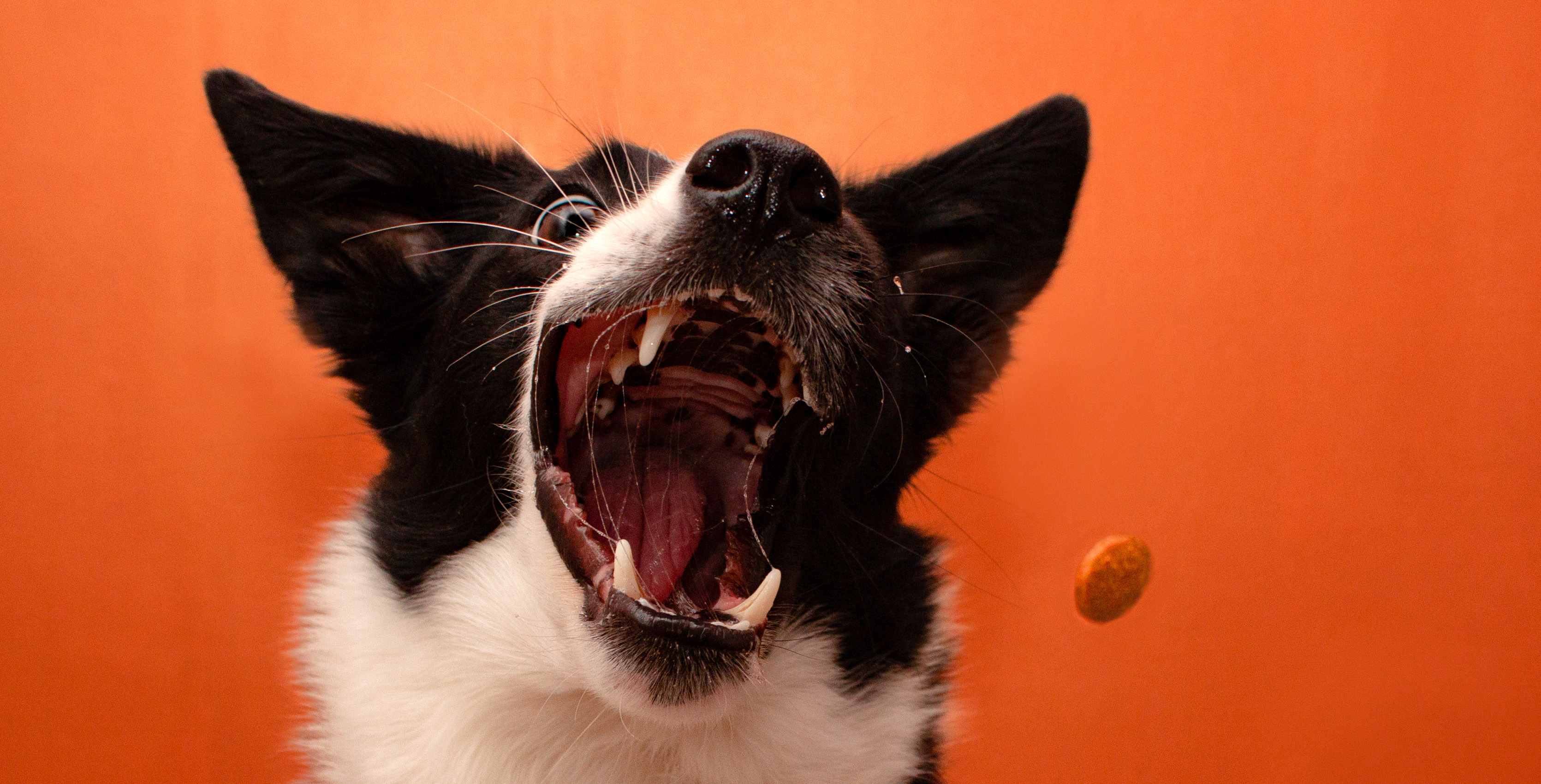 Bordercollie Sola nappailee nameja ilmasta - Jonsu Photography Koiravalokuvaus